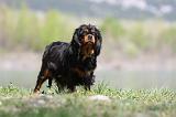 CAVALIER KING CHARLES 618
